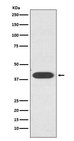 Anti-ZA2G / AZGP1 Rabbit Monoclonal Antibody Boster Bio