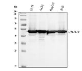 Anti-RCC1 Antibody Picoband® (monoclonal, 6B11E7 Boster Bio