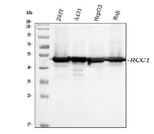 Anti-RCC1 Antibody Picoband® (monoclonal, 6B11E7 Boster Bio