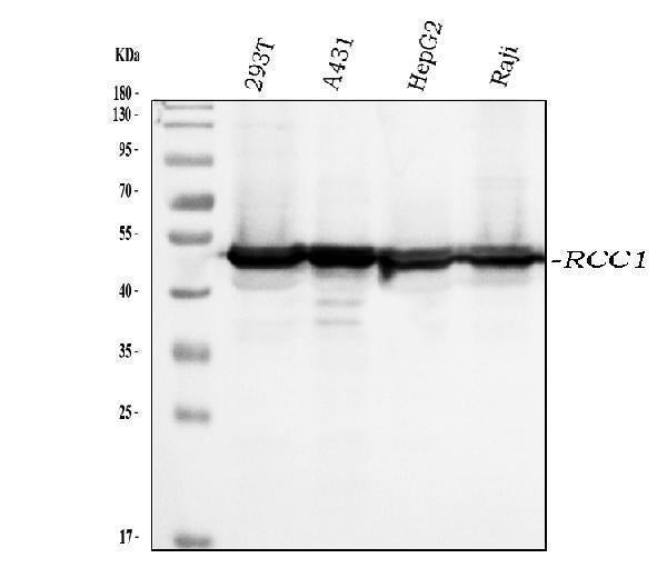 Anti-RCC1 Antibody Picoband® (monoclonal, 6B11E7 Boster Bio