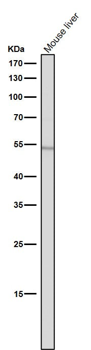 Anti-ACM2 Rabbit Monoclonal Antibody Boster Bio