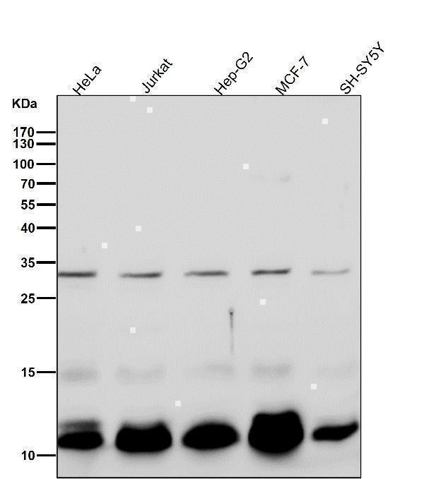 Anti-BANF1 Rabbit Monoclonal Antibody Boster Bio