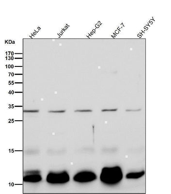 Anti-BANF1 Rabbit Monoclonal Antibody Boster Bio