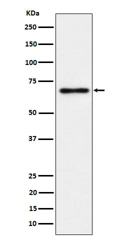 Anti-NR2C2 / TR4 Rabbit Monoclonal Antibody Boster Bio