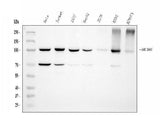 Anti-MCM6 Antibody Picoband® (monoclonal, 3I4C8 Boster Bio
