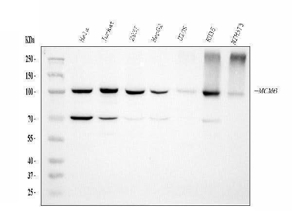 Anti-MCM6 Antibody Picoband® (monoclonal, 3I4C8 Boster Bio