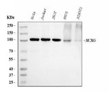 Anti-MCM6 Antibody Picoband® (monoclonal, 3F13C4 Boster Bio