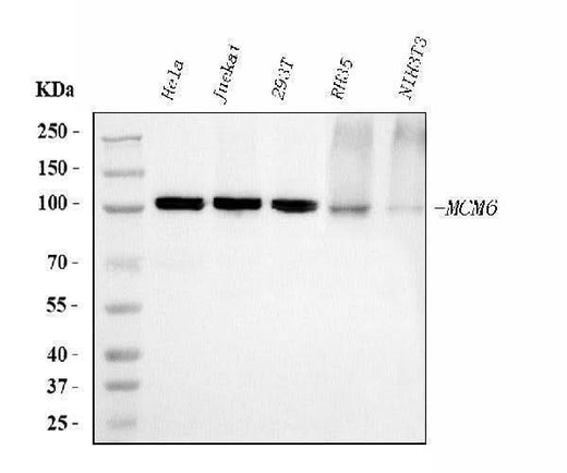 Anti-MCM6 Antibody Picoband® (monoclonal, 3F13C4 Boster Bio