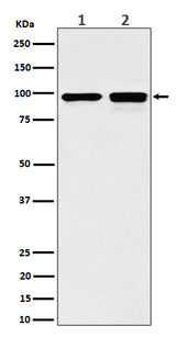 Anti-MCM6 Rabbit Monoclonal Antibody Boster Bio