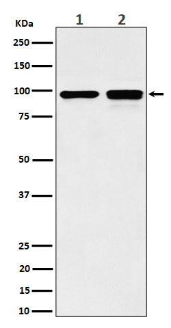 Anti-MCM6 Rabbit Monoclonal Antibody Boster Bio