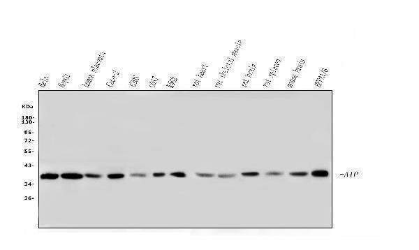 Anti-ARA9/AIP Antibody Picoband® (monoclonal, 10G8 Boster Bio