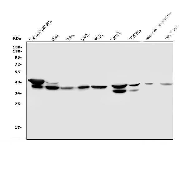 Anti-NMI Antibody Picoband® (monoclonal, 2F3 Boster Bio