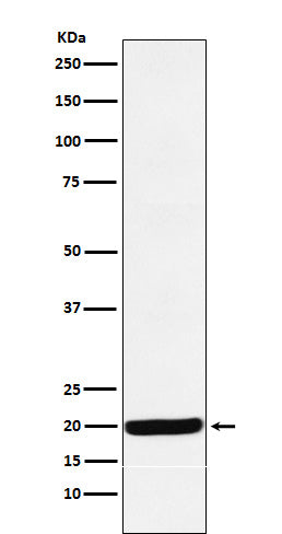 Anti-Y14 Rabbit Monoclonal Antibody Boster Bio