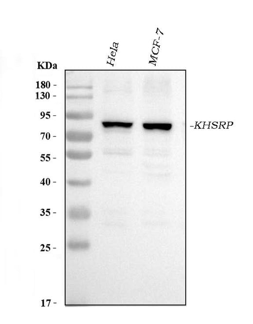 Anti-KHSRP Antibody Picoband® (monoclonal, 4F10D2 Boster Bio
