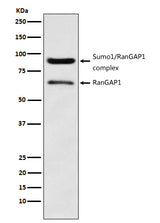 Anti-RanGAP1 Rabbit Monoclonal Antibody Boster Bio