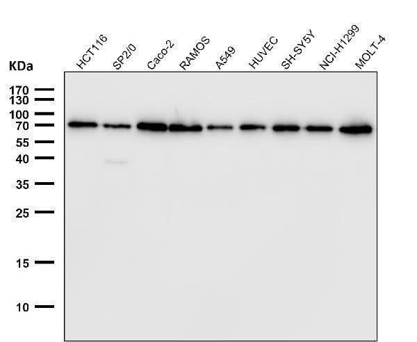 Anti-Lamin B1 LMNB1 Rabbit Monoclonal Antibody Boster Bio