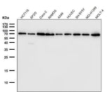 Anti-Lamin B1 LMNB1 Rabbit Monoclonal Antibody Boster Bio
