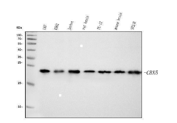 Anti-HP1 alpha/CBX5 Antibody Picoband® (monoclonal, 8G6 Boster Bio