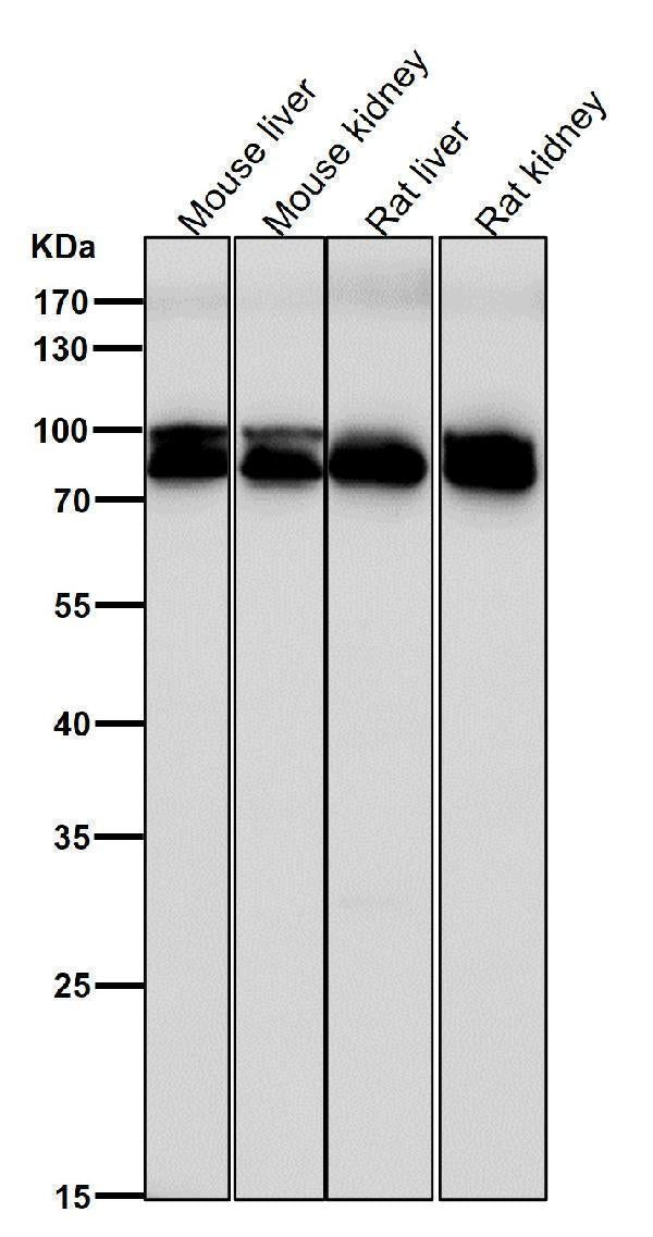 Anti-Aconitase 1 ACO1 Rabbit Monoclonal Antibody Boster Bio