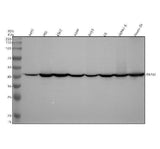 Anti-EBP1 / PA2G4 Rabbit Monoclonal Antibody Boster Bio