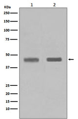 Anti-SETD7/Set7 Rabbit Monoclonal Antibody Boster Bio