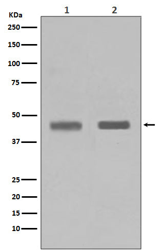 Anti-SETD7/Set7 Rabbit Monoclonal Antibody Boster Bio