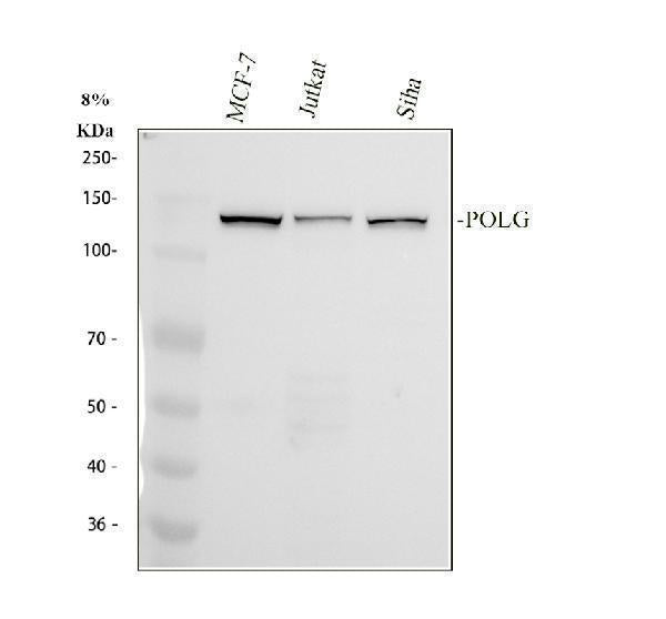 Anti-DNA Polymerase gamma Rabbit Monoclonal Antibody Boster Bio