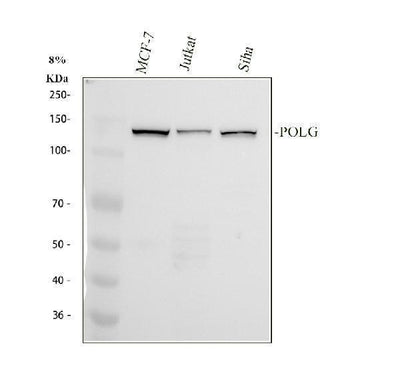 Anti-DNA Polymerase gamma Rabbit Monoclonal Antibody Boster Bio