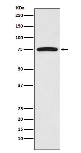 Anti-FRS2 Monoclonal Antibody Boster Bio