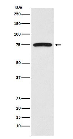 Anti-FRS2 Monoclonal Antibody Boster Bio