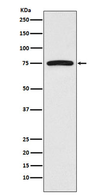 Anti-FRS2 Monoclonal Antibody Boster Bio