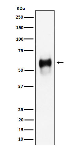 Anti-CD58 Rabbit Monoclonal Antibody Boster Bio
