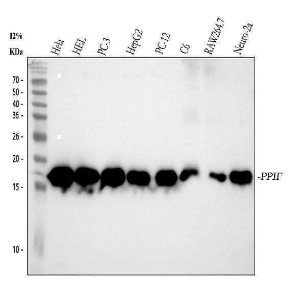 Anti-Cyclophilin F Rabbit Monoclonal Antibody Boster Bio