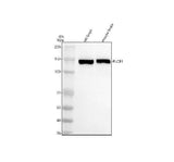 Anti-PLCB1 Rabbit Monoclonal Antibody Boster Bio