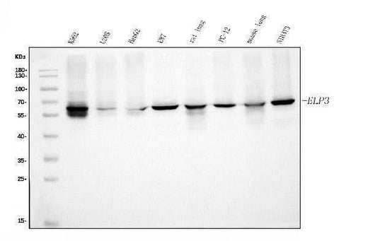 Anti-KAT9/ELP3 Antibody Picoband® (monoclonal, 8B4 Boster Bio