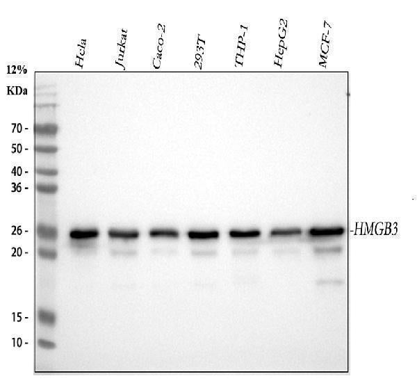 Anti-HMG4 Antibody Picoband® (monoclonal, 8H9 Boster Bio