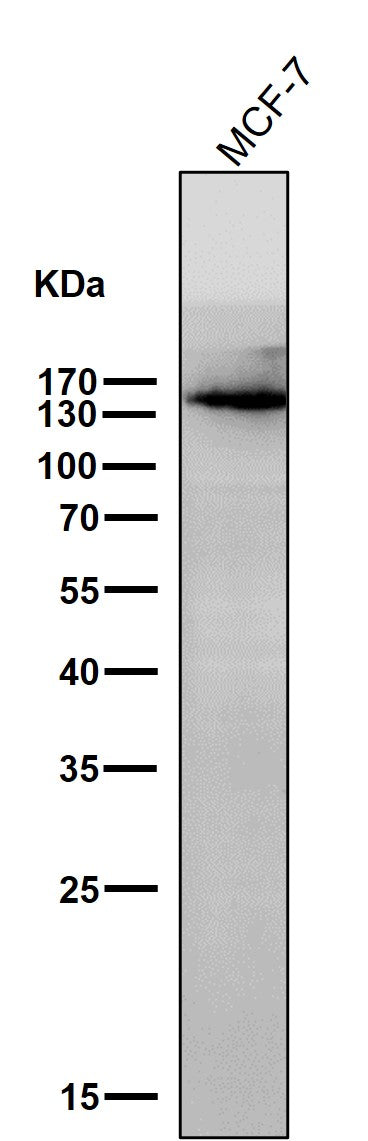 Anti-KDM4A Monoclonal Antibody Boster Bio