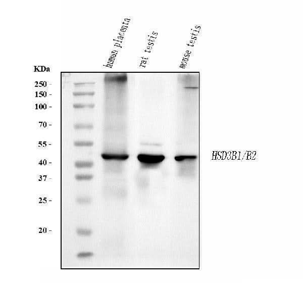 Anti-HSD3B1 Antibody Picoband® (monoclonal, 3F3C/7F9C8 Boster Bio