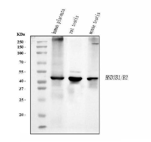Anti-HSD3B1 Antibody Picoband® (monoclonal, 3F3C/7F9C8 Boster Bio