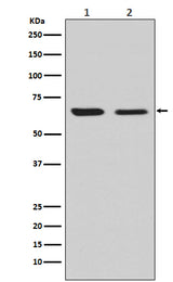 Anti-CRMP2 Rabbit Monoclonal Antibody Boster Bio