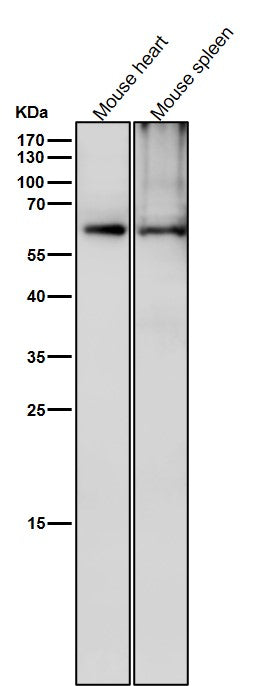 Anti-Phospho-CRMP2 (T514) Rabbit Monoclonal Antibody Boster Bio