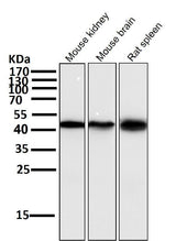 Anti-Atg4B Rabbit Monoclonal Antibody Boster Bio