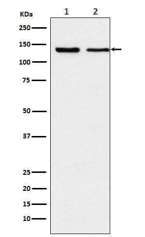 Anti-Exportin 5 Rabbit Monoclonal Antibody Boster Bio
