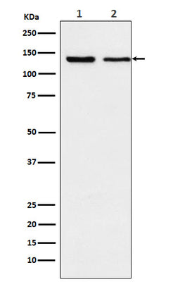 Anti-Exportin 5 Rabbit Monoclonal Antibody Boster Bio