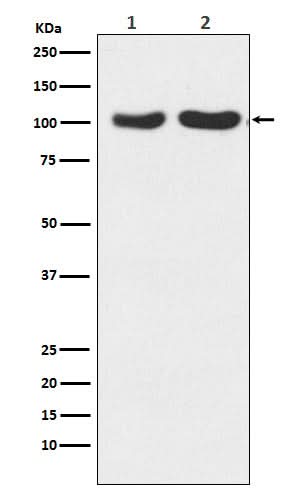 Anti-GluR2+GluR3 Rabbit Monoclonal Antibody Boster Bio