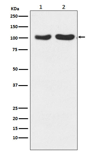 Anti-GluR2+GluR3 Rabbit Monoclonal Antibody Boster Bio