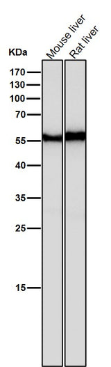 Anti-ANGPTL3 Rabbit Monoclonal Antibody Boster Bio