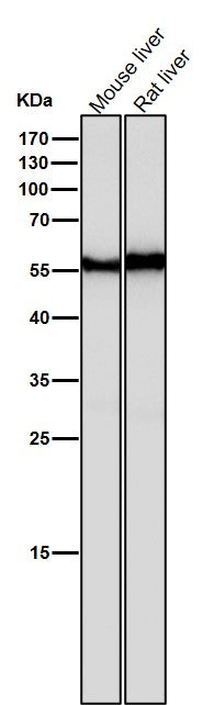 Anti-ANGPTL3 Rabbit Monoclonal Antibody Boster Bio