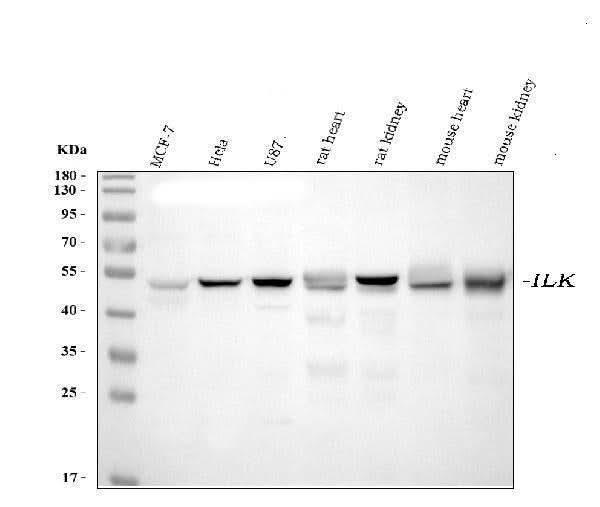 Anti-Integrin linked ILK Antibody Picoband® (monoclonal, 3C7E1 Boster Bio