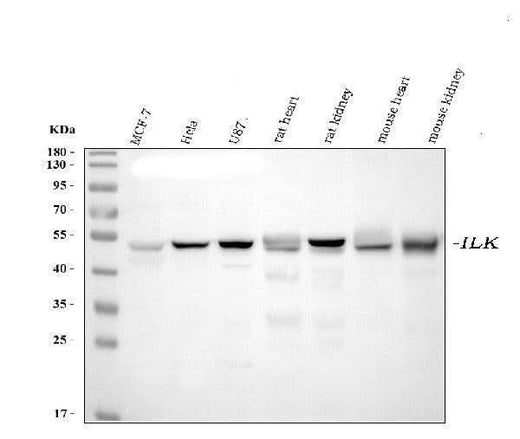 Anti-Integrin linked ILK Antibody Picoband® (monoclonal, 3C7E1 Boster Bio
